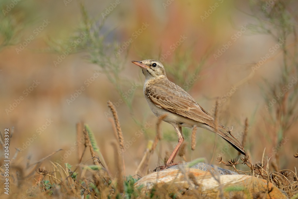 Tawny Pipit - Anthus campestris