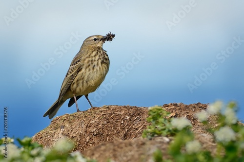 Rock Pipit - Anthus petrosus hunting photo