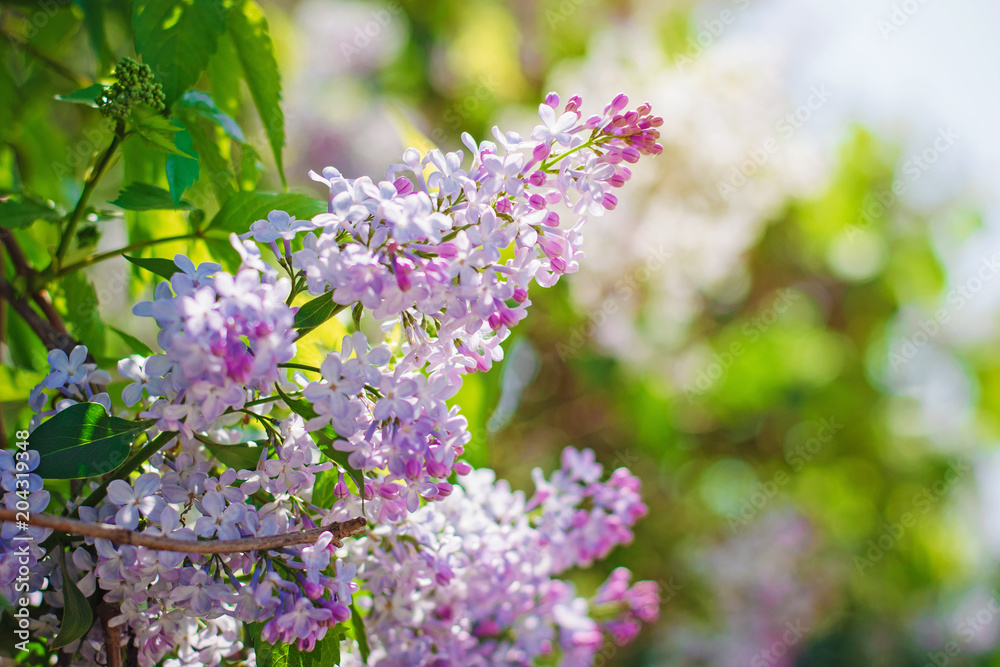 Blooming lilac in the sun Blooming lilac in the sun