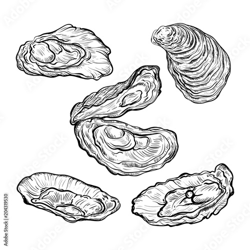 Oyster shell set. Engraved style. Isolated on white background. Vector illustration 