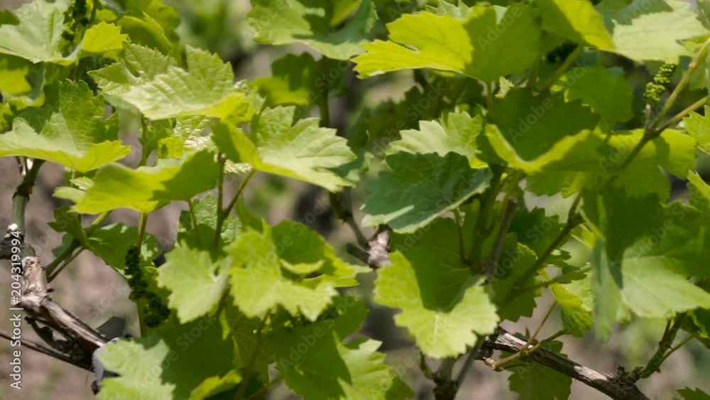 The blossoming grapevine. Bunch of grapevine in a vineyard. The blossoming grapevine. Bunch of grapevine in a vineyard.