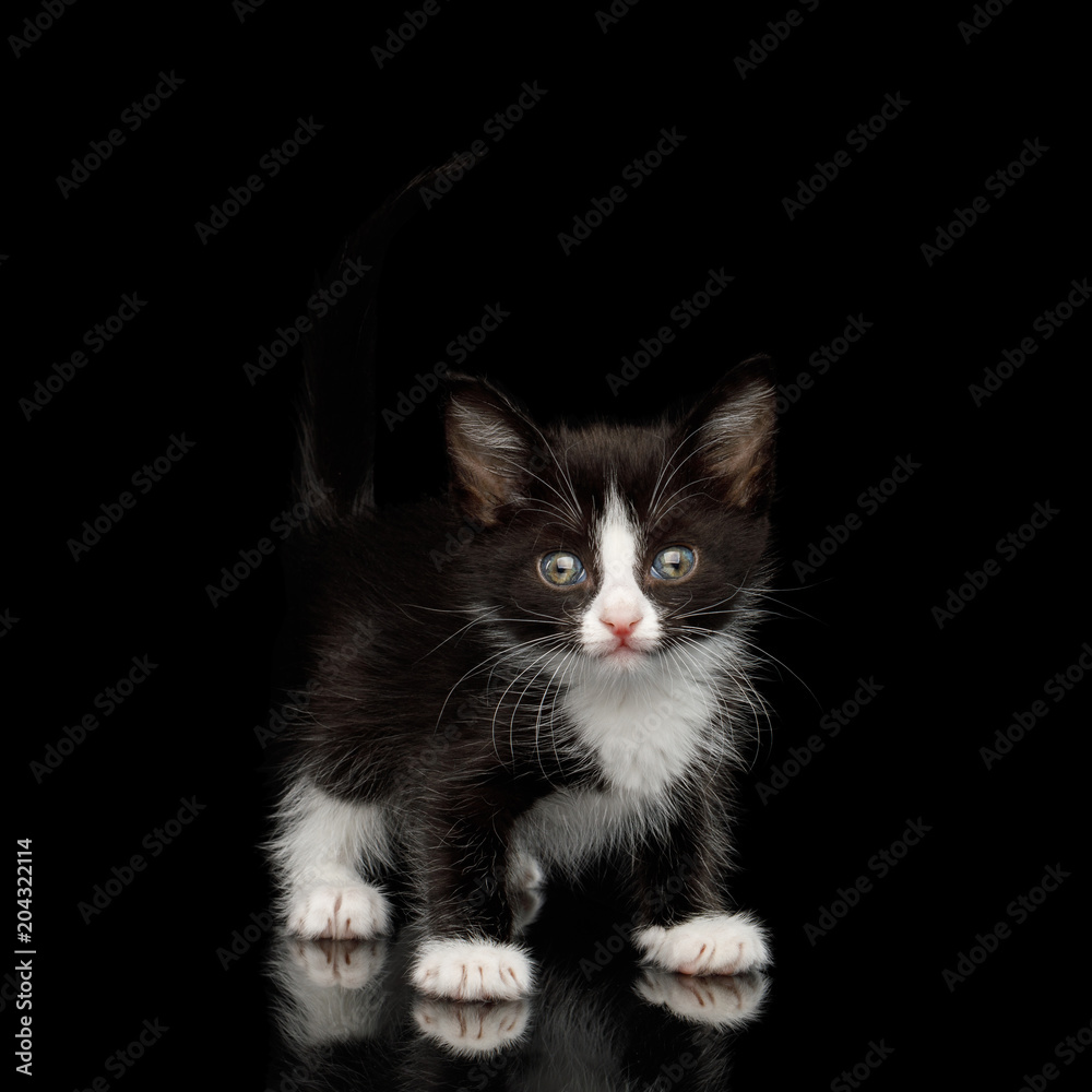 Black with white Kitten with beautiful eyes Looking playful on isolated background, front view