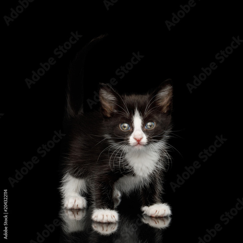 Black with white Kitten with beautiful eyes Looking playful on isolated background, front view