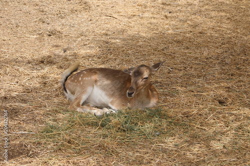 Deer wildlife in zoo outdoor in summer photo