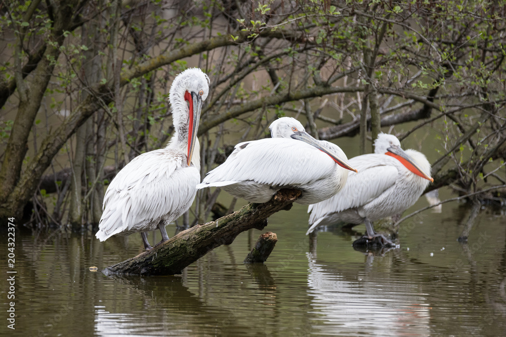 Obraz premium pellicani