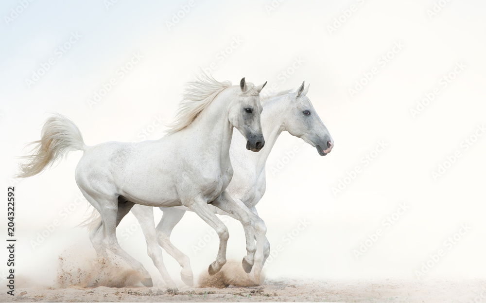 White stallions running gallop