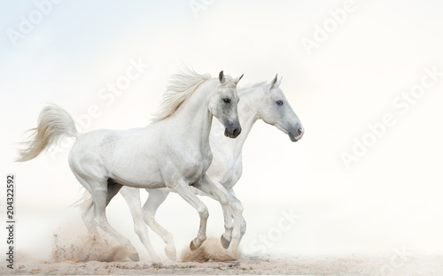 White stallions running gallop © Mari_art