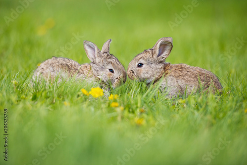 Cute two little hare sitting in the grass. Picturesque habitat, life in the meadow. © Yarkovoy