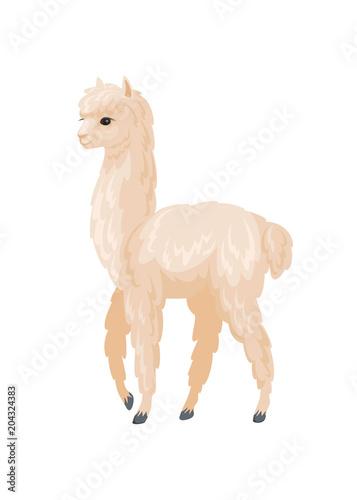 Vector image of cute alpaca in cartoon style. Colorful illustration isolated on a white background