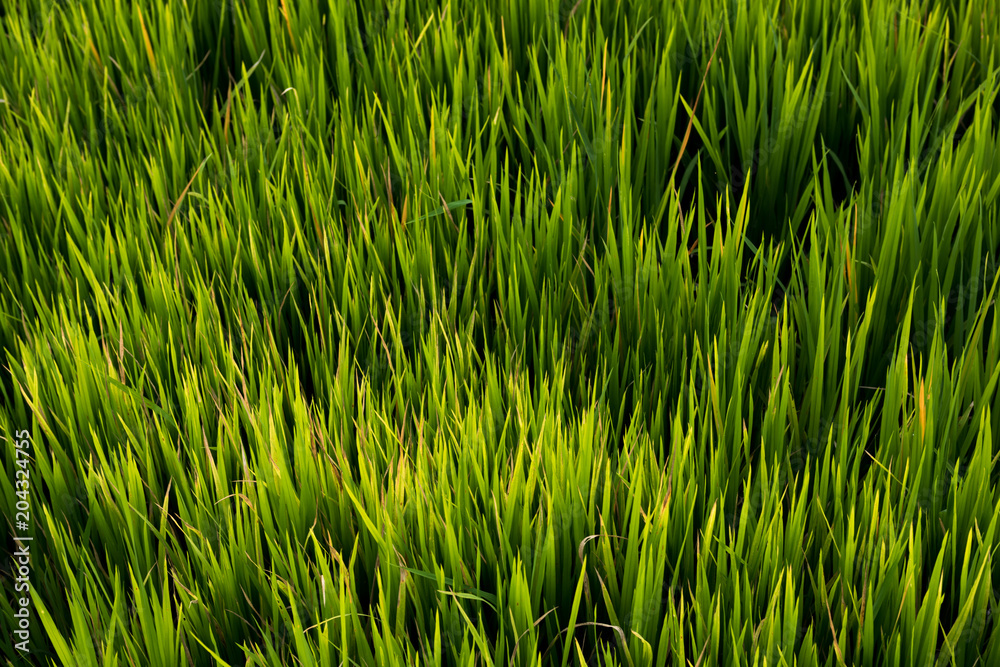 Obraz premium Rice field , The beautiful of rice field from the top view background in Thailand.