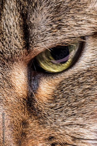Closeup of Cat Eyes.