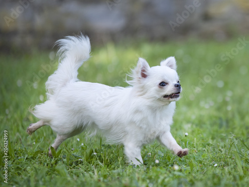 chihuahua in nature