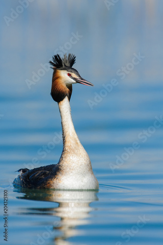 (Podiceps cristatus) Great Crested Grebe photographed in its natural environment, water.