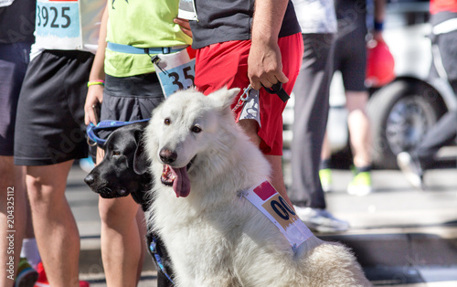 Photography Dogs and owners at marathon start