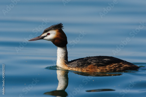 (Podiceps cristatus) Great Crested Grebe photographed in its natural environment, water.