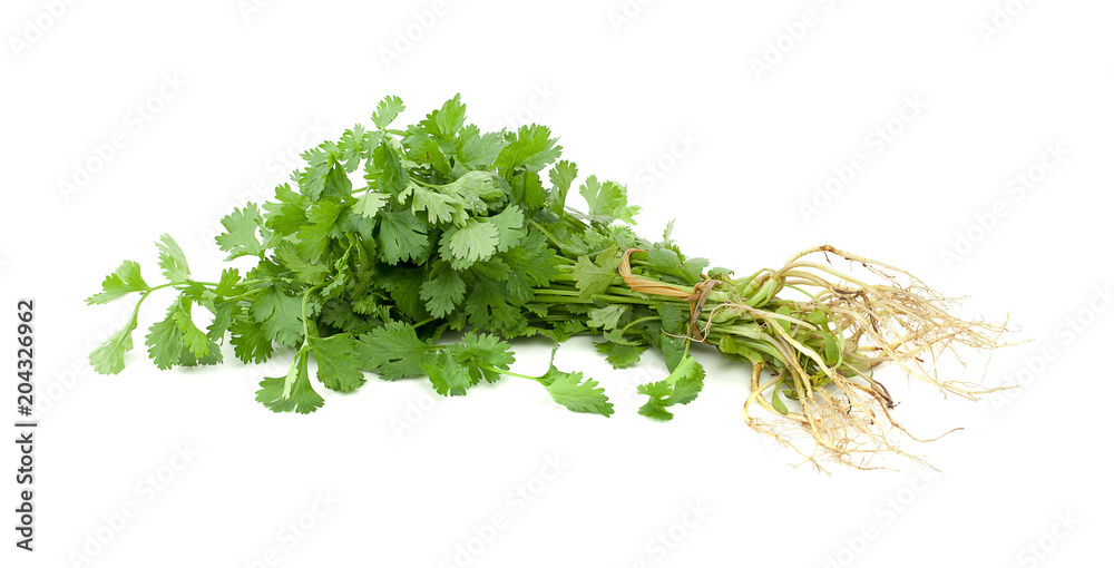 Obraz premium Green coriander leaves isolated on white background. This has clipping path.