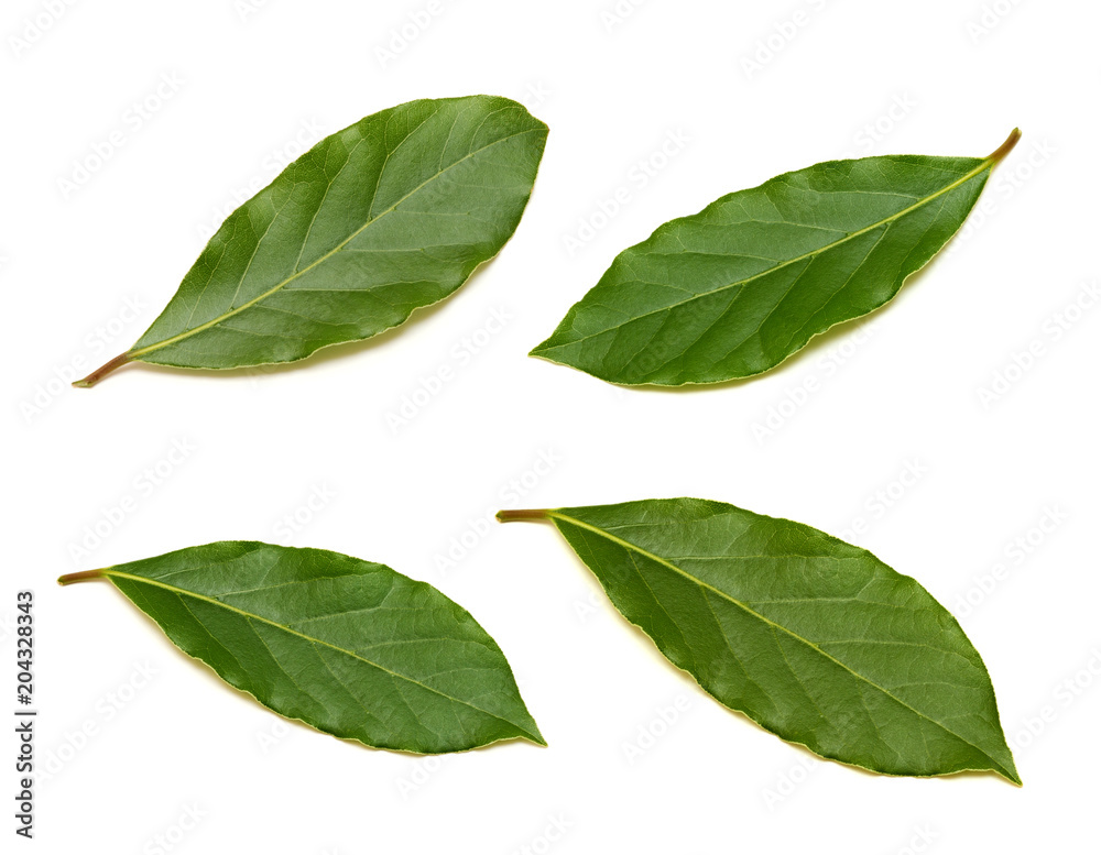 Obraz premium Fresh green bay leaf set isolated on white background