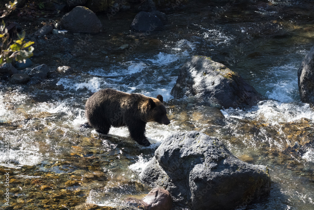 Obraz premium 北海道のヒグマ