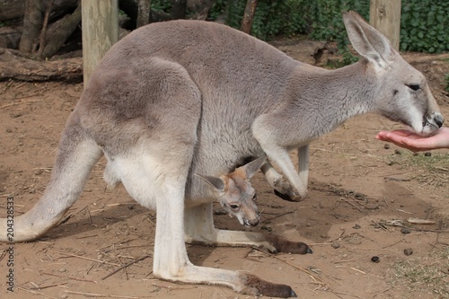 Kangaroo being fed with a baby kangaroo in its pouch