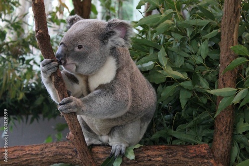 Koala in a tree - Lone Pine Koala Sanctuary - Brisbane - Australia © Jacoba