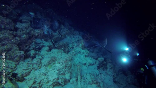 Wallpaper Mural Male scuba diver shooting two  stingrays swimming near coral reef in the night. Round ribbontail ray (Taeniura meyeni), Indian Ocean, Maldives
 Torontodigital.ca