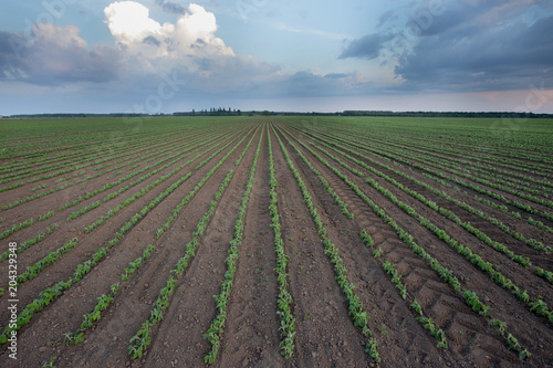 Soybean rows in field