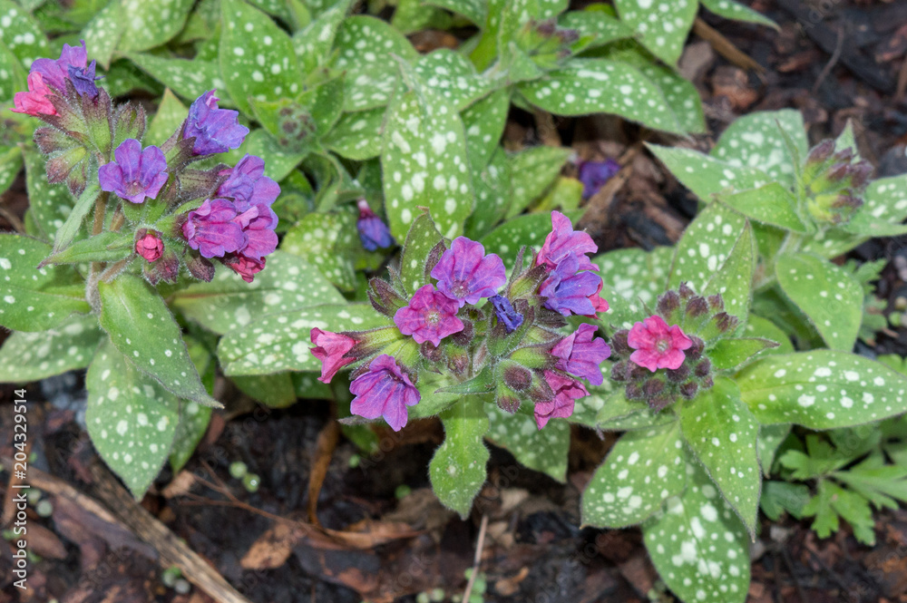 Purple flowers of Pulmonaria officinalis, ornamental garden plant and medicinal herb Purple flowers of Pulmonaria officinalis, ornamental garden plant and medicinal herb