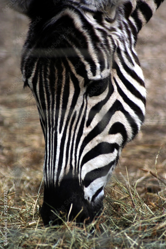 Naklejka premium Zebras