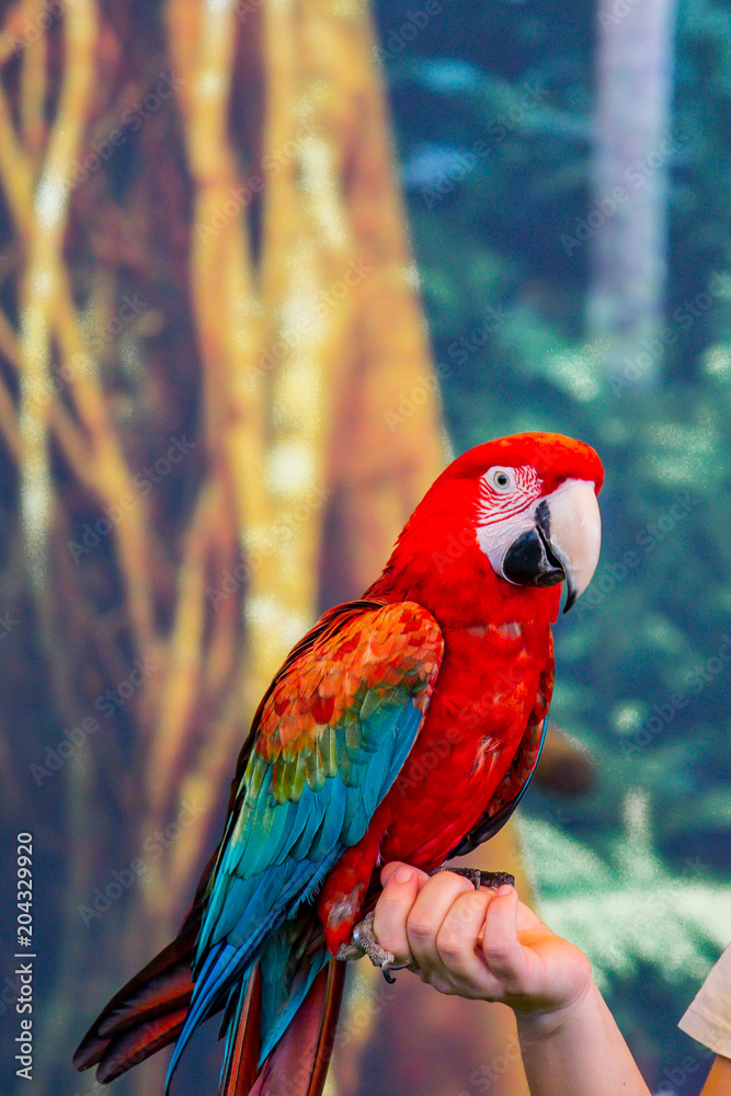 Obraz premium Parrot