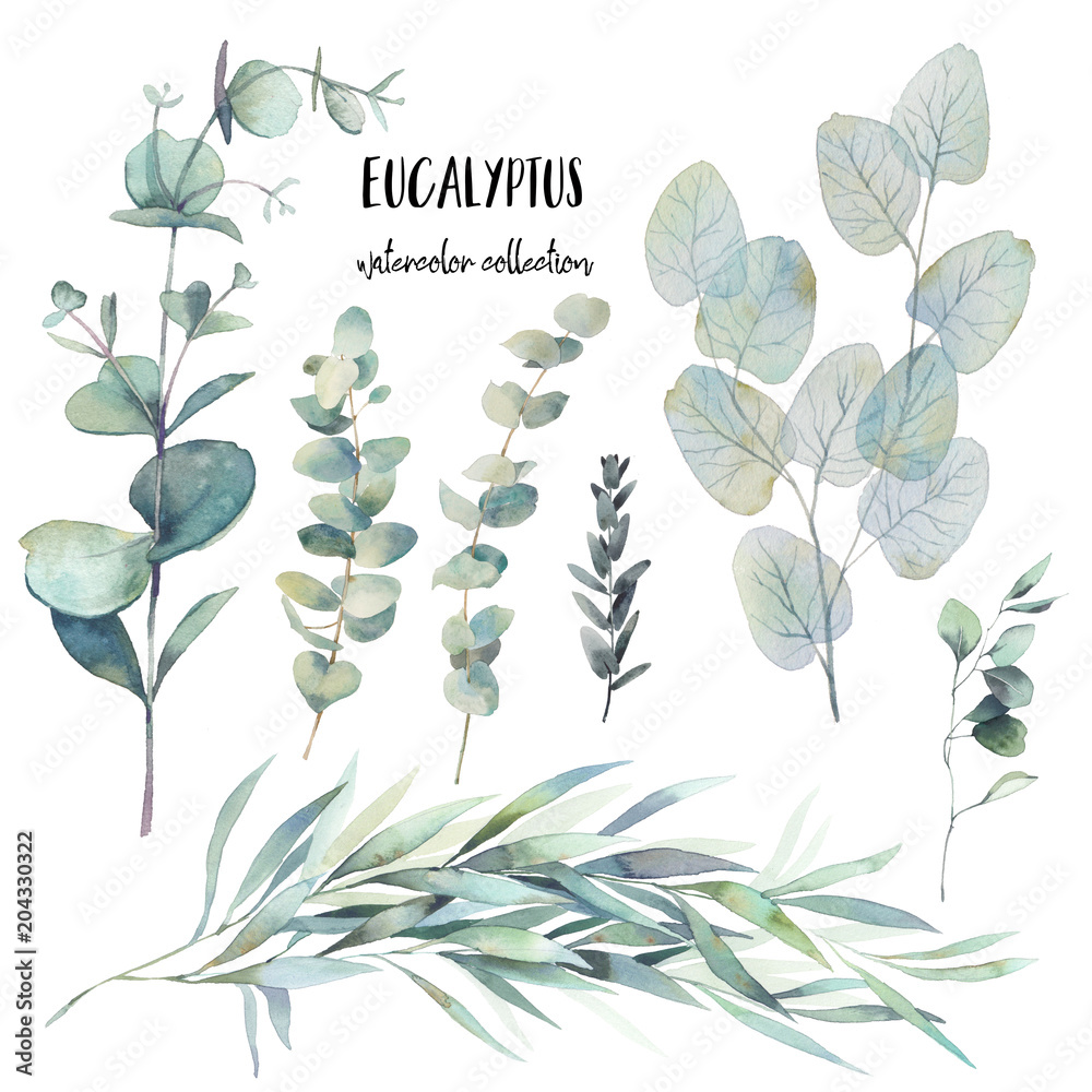 Obraz Akwarela zestaw różnych gałęzi eukaliptusa. Ręcznie malowane kwiatowy clipart: obiekty na białym tle.