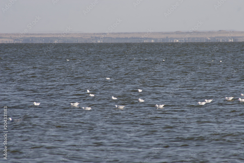Birds on the surface of the Lake