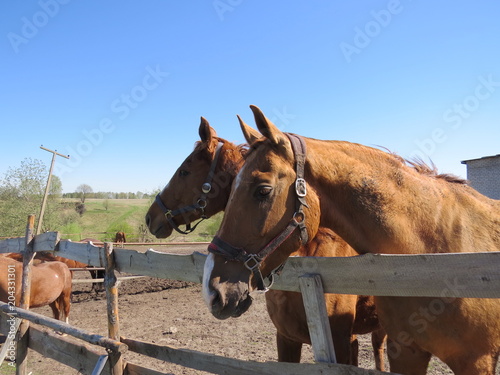 Horse.  Bryansk district.  The Vast Russia  Sergey  Bryansk. 