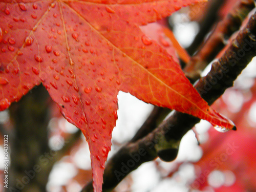 red and orange leaves of the liquidambar under the autumn rain