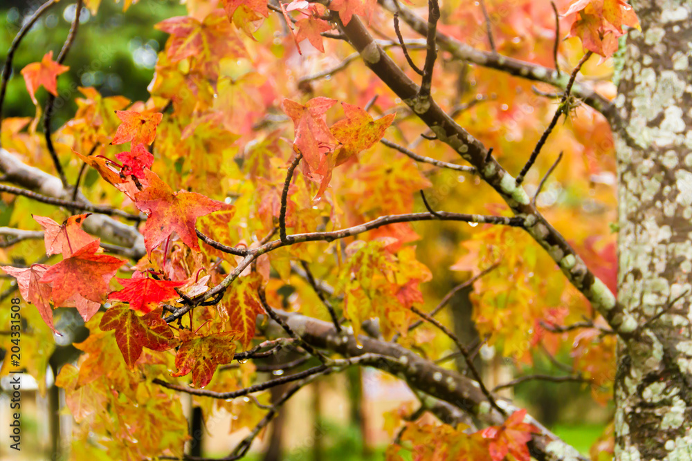 red and orange leaves of the liquidambar under the autumn rain red and orange leaves of the liquidambar under the autumn rain