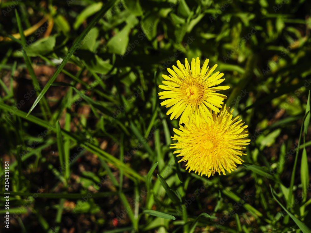 dandelions dandelions