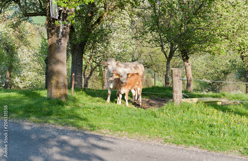 Brown cattle and her calf
