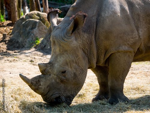 Rhinocéros © photoloulou91