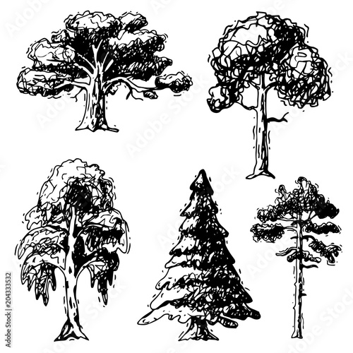 Vector tree sketch hand drawn style types green forest pine treetops collection of birch, cedar and acacia or greenery garden with palm and sakura illustration isolated on background