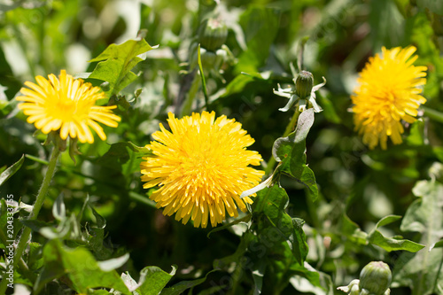 Fototapeta Naklejka Na Ścianę i Meble -  yellow dandelion flowers