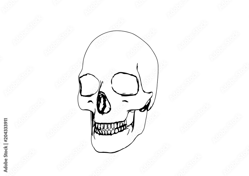 skull sketch vector skull sketch vector
