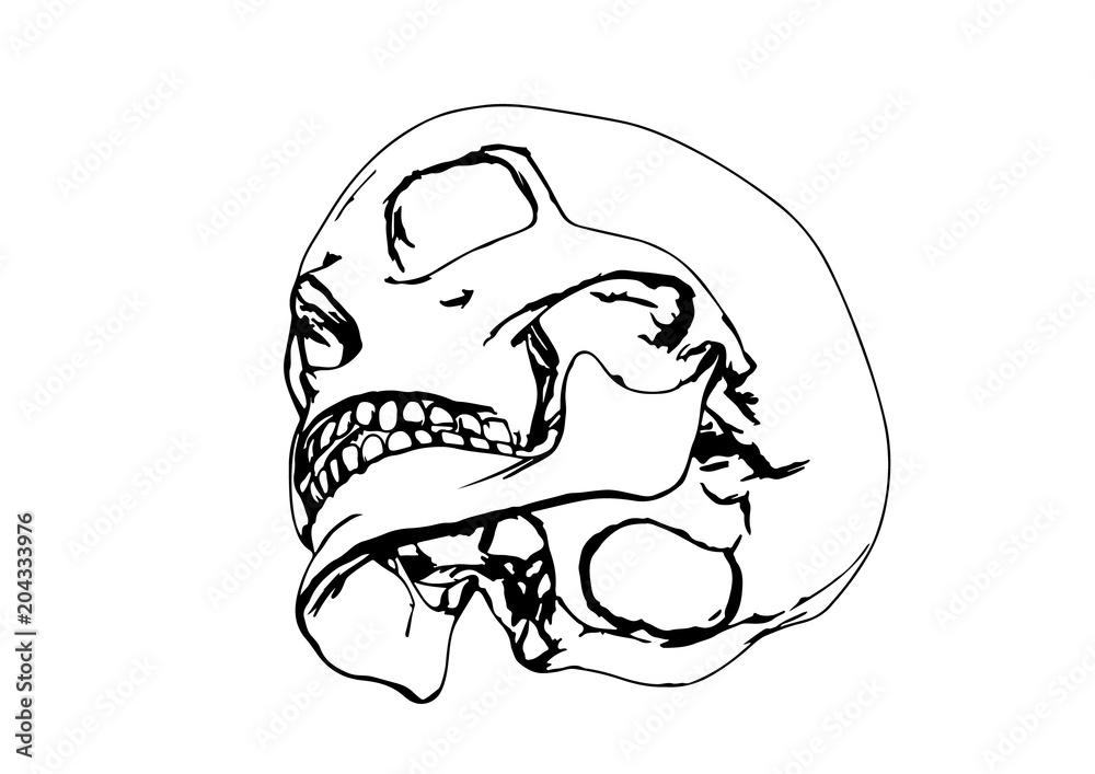 skull sketch vector