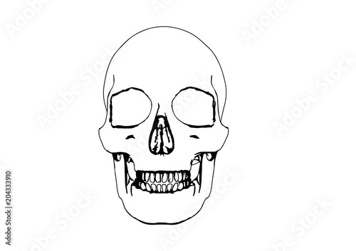 skull sketch vector