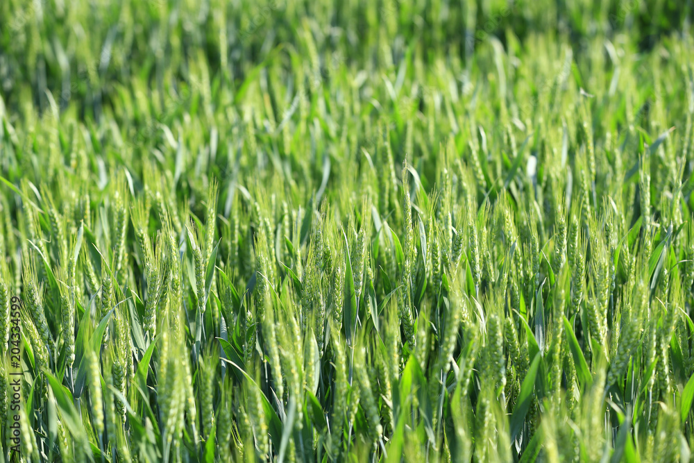 Obraz premium Growing wheat, outdoors