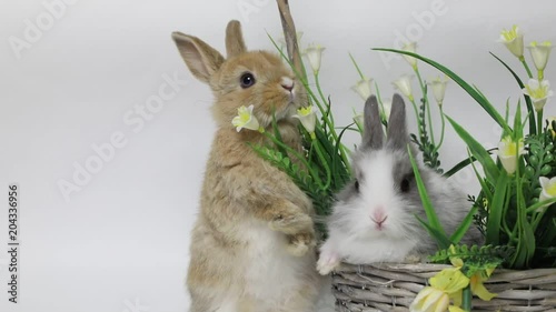 Cute rabbit sitting in a basket