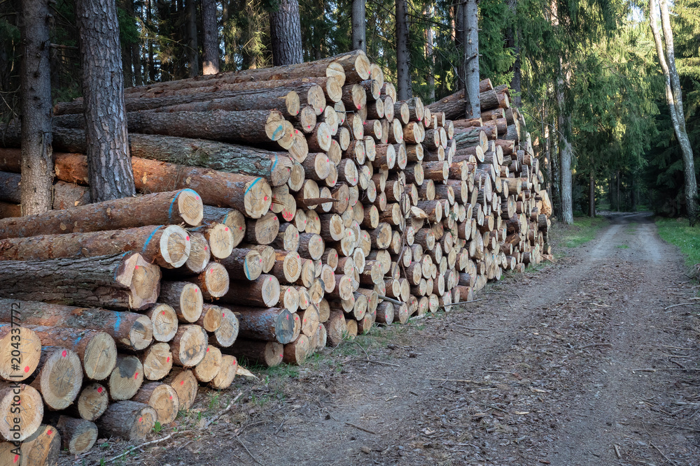 Pile of wood. A view of huge stacks of logs.