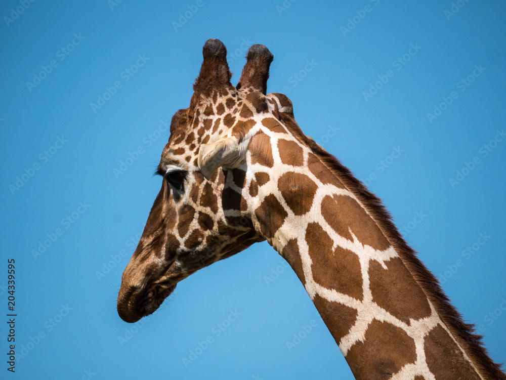 girafe girafe