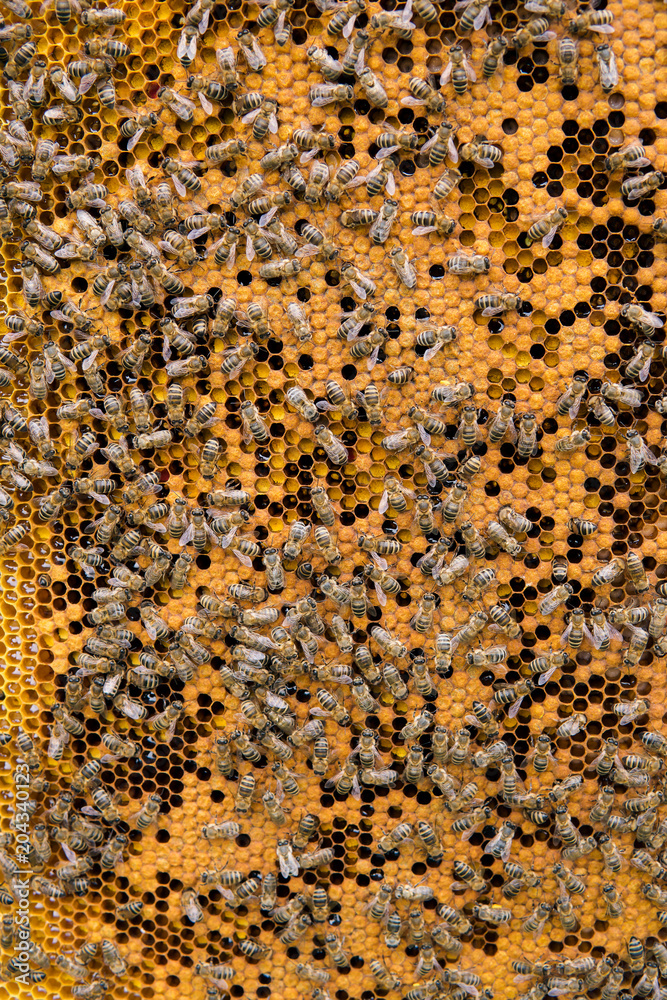Honey cells and working bees. Honeycomb with bees background. Honey cells and working bees. Honeycomb with bees background.