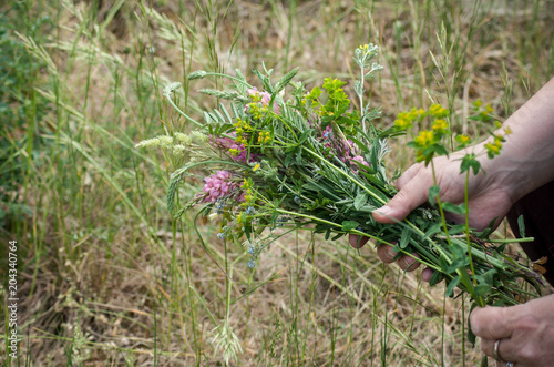 closeup of savage flowers bouquet in hand of woman in a meadow