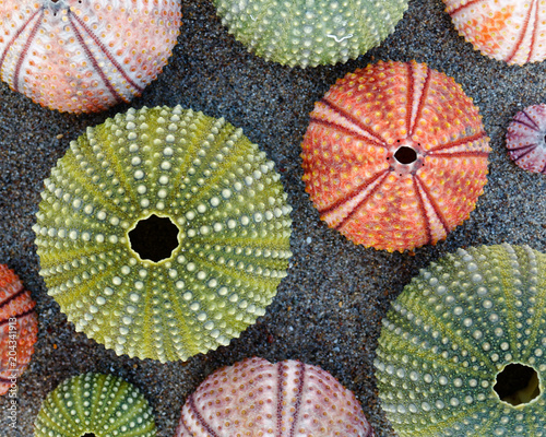 colorful sea urchins shells on wet sand beach photo