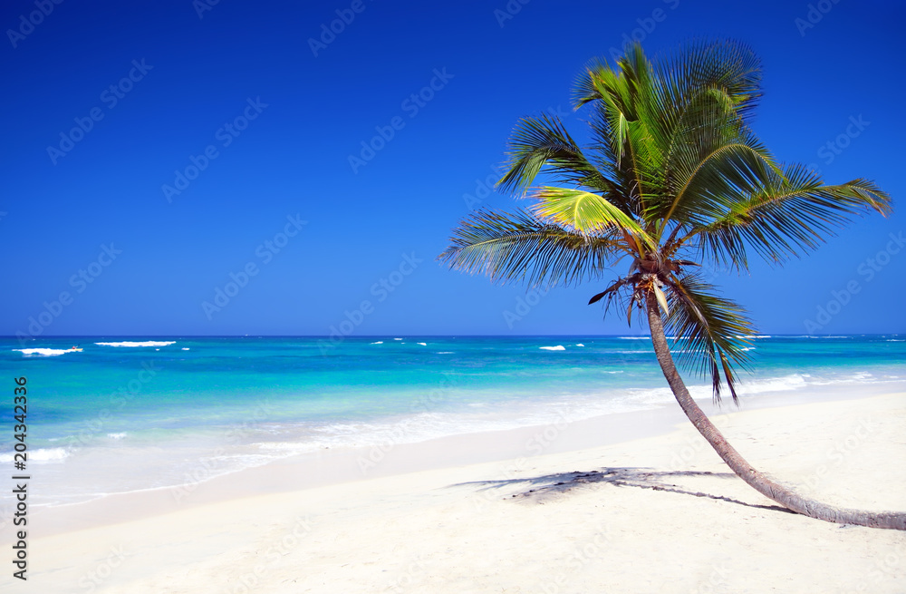 Tropical pristine beach with coconut palm
